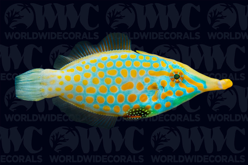 Orange Spot Filefish - Fiji