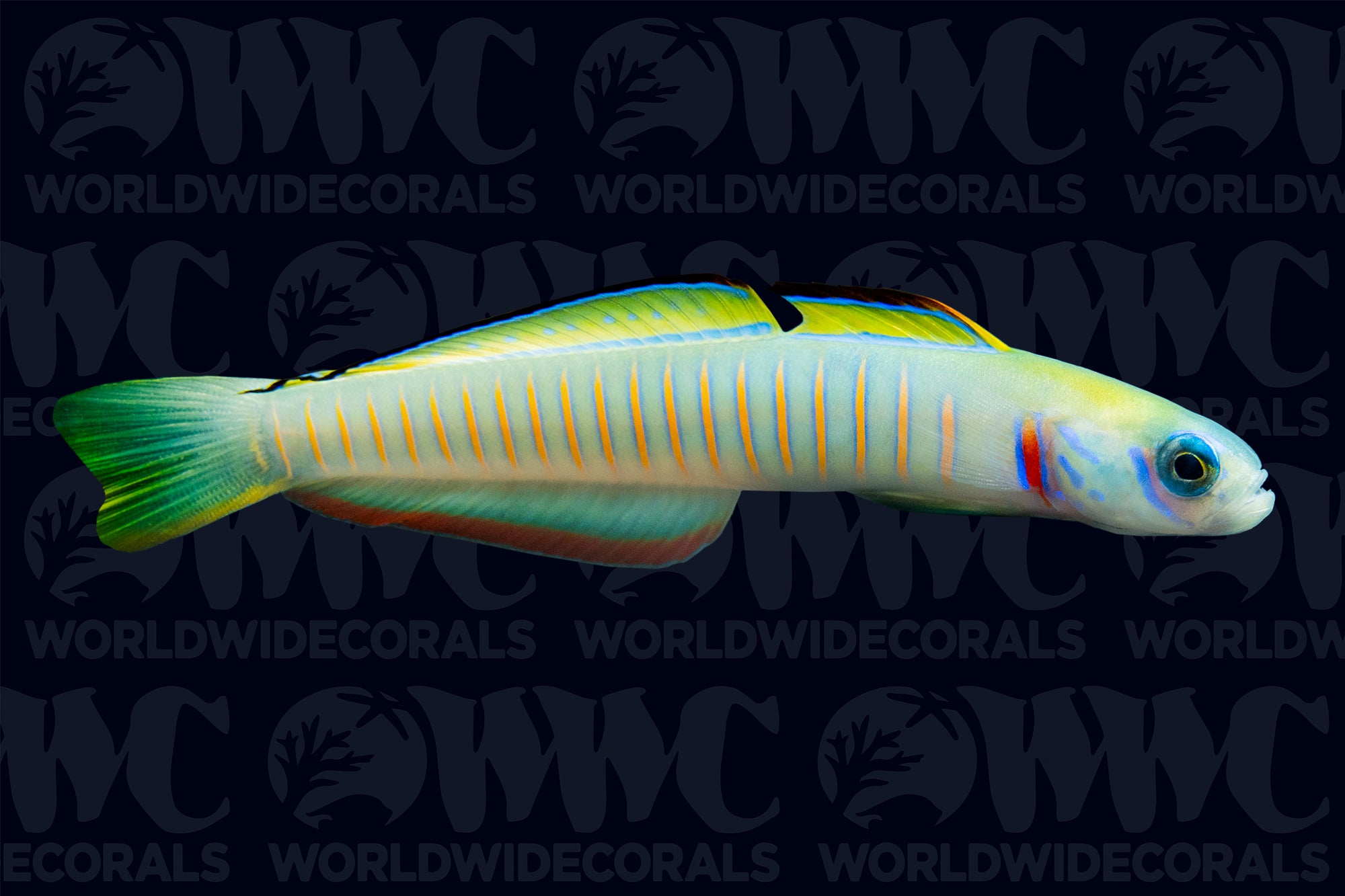 Zebra Bar Dartfish - Fiji