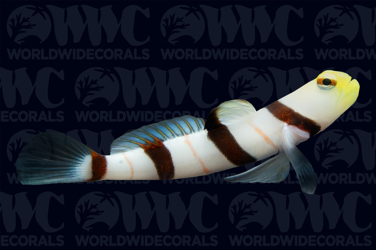 Dracula Goby -Maldives
