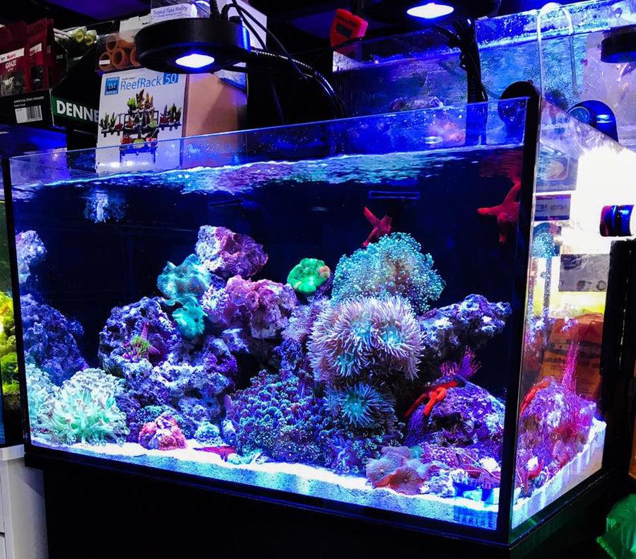 Kessil A80 Tuna Blue LED Aquarium Light
