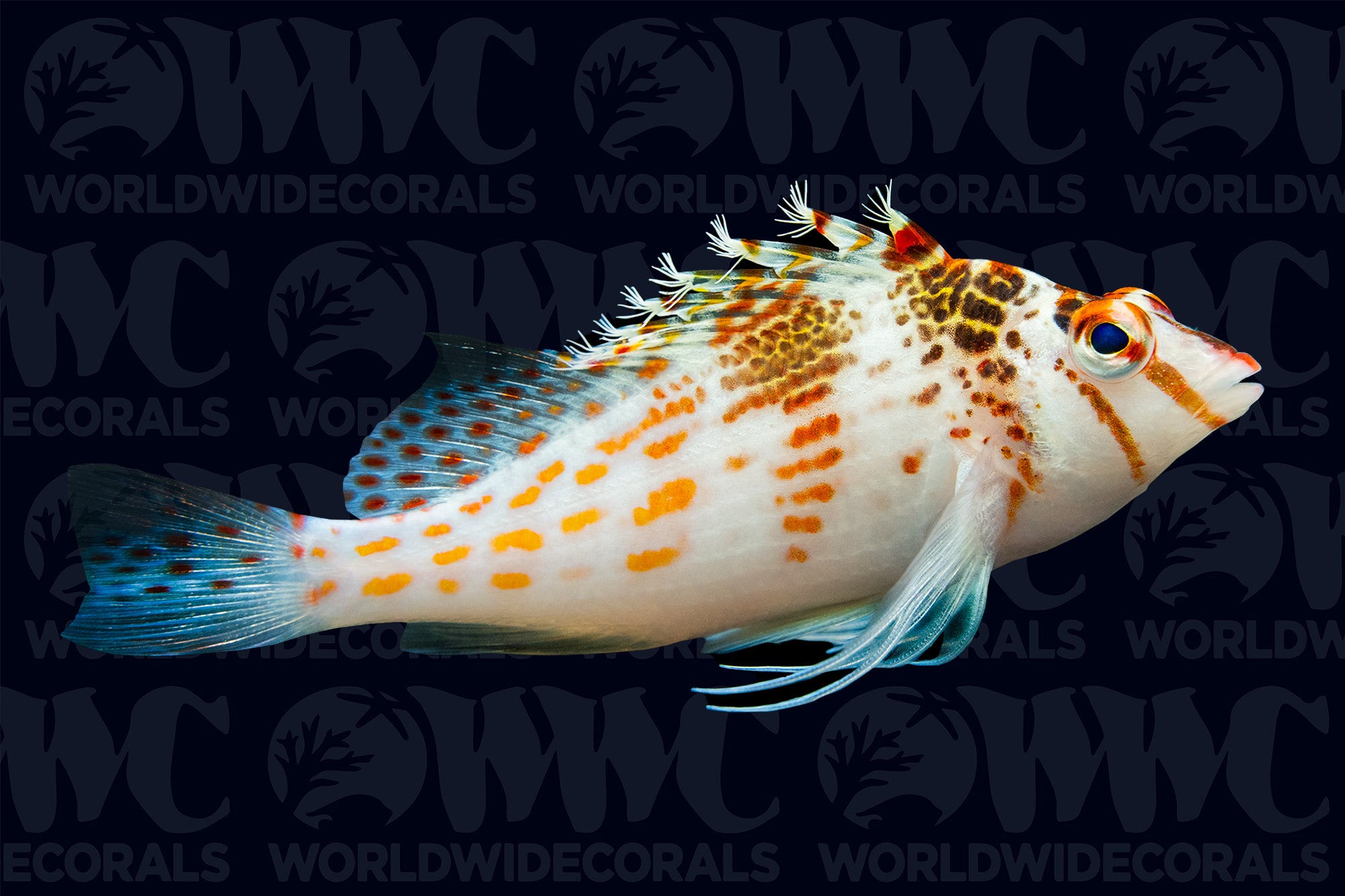 Falco Hawkfish - Fiji