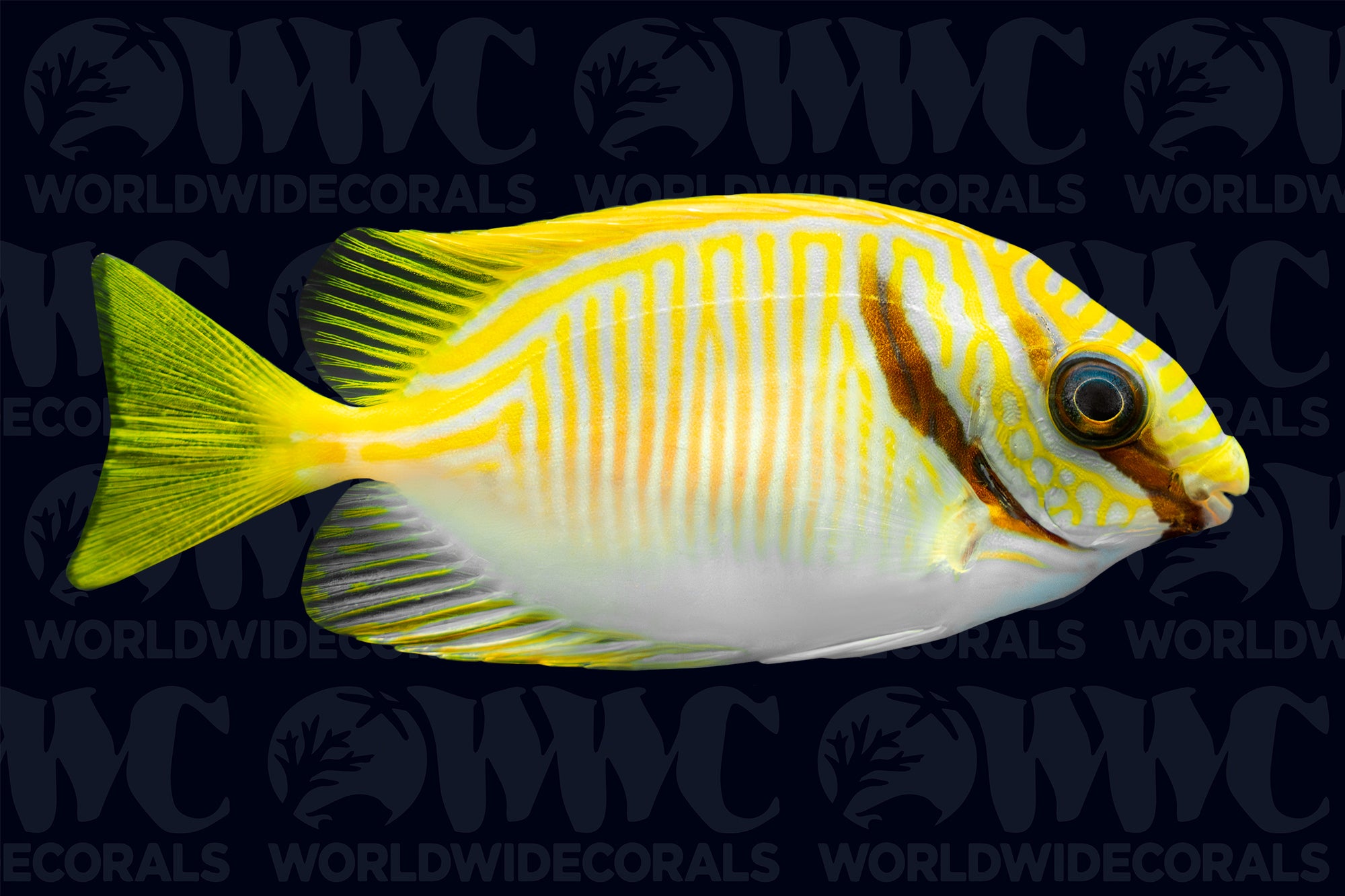 Two Barred Rabbitfish - Fiji