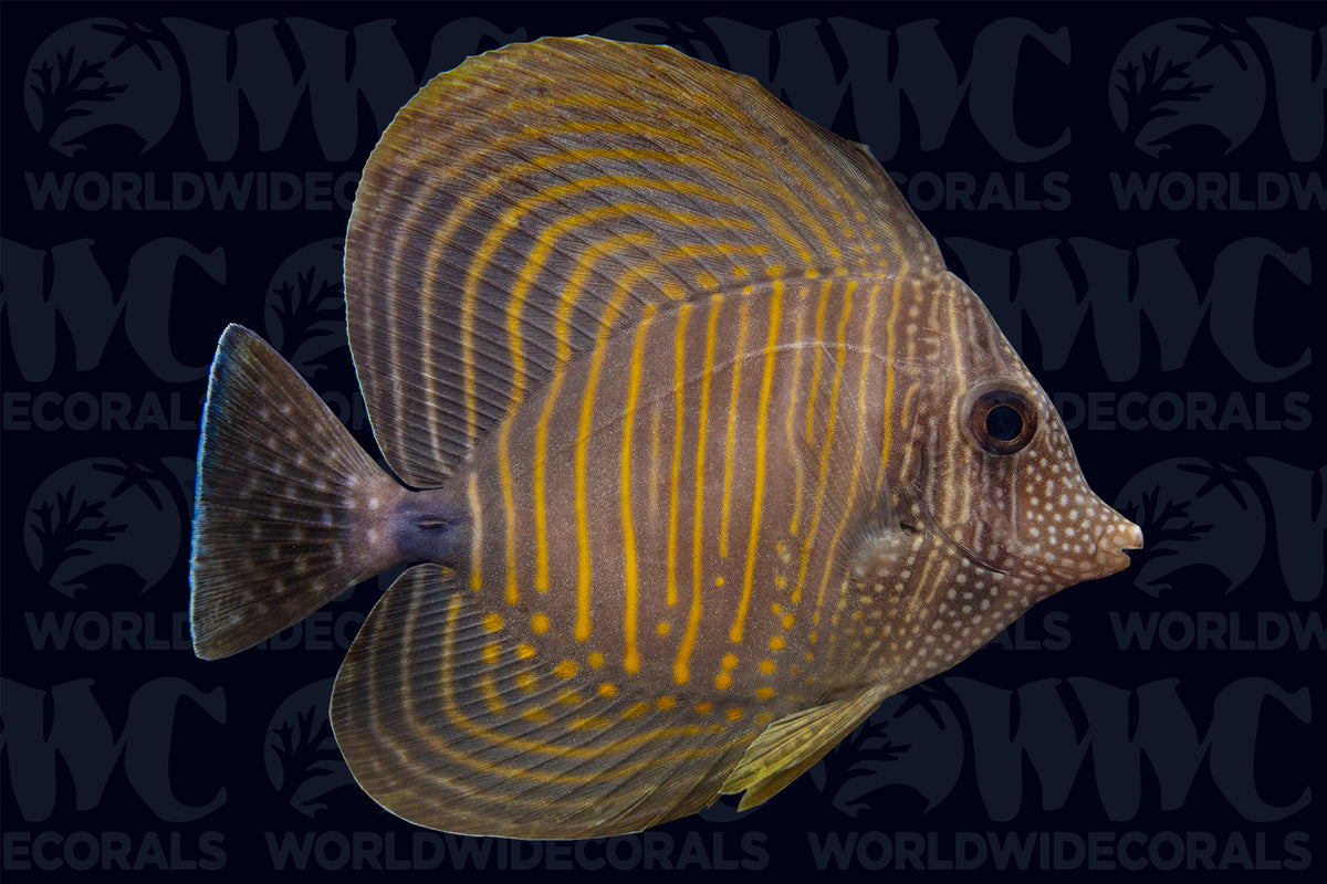 Desjardinii Sailfin Tang - Maldives