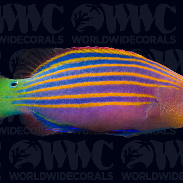 日本のベラ大図鑑 Wrasses in Japan 日本のベラ大図鑑 | 西山 一彦
