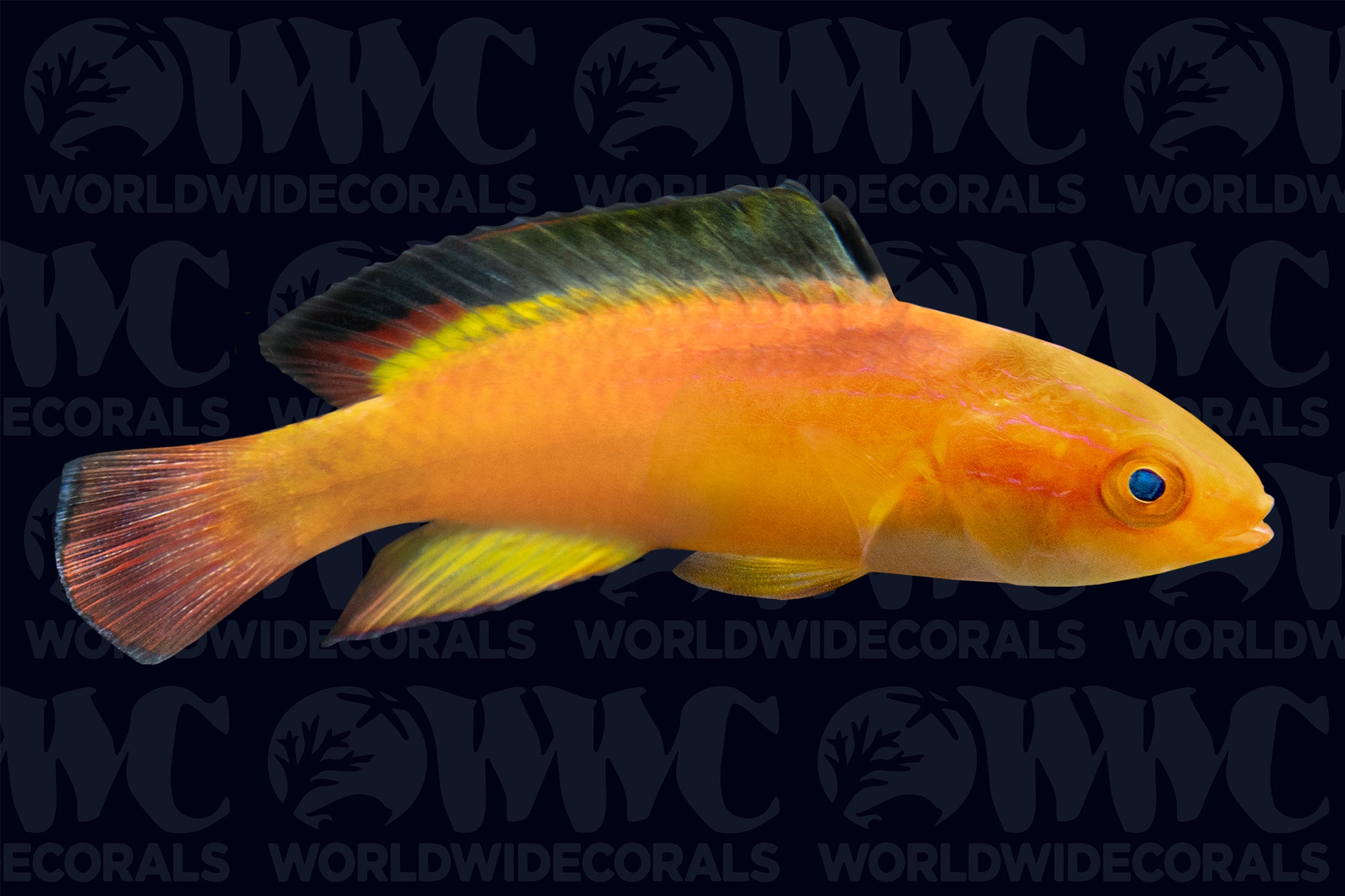 Nahacky's Fairy Wrasse - Male - Fiji