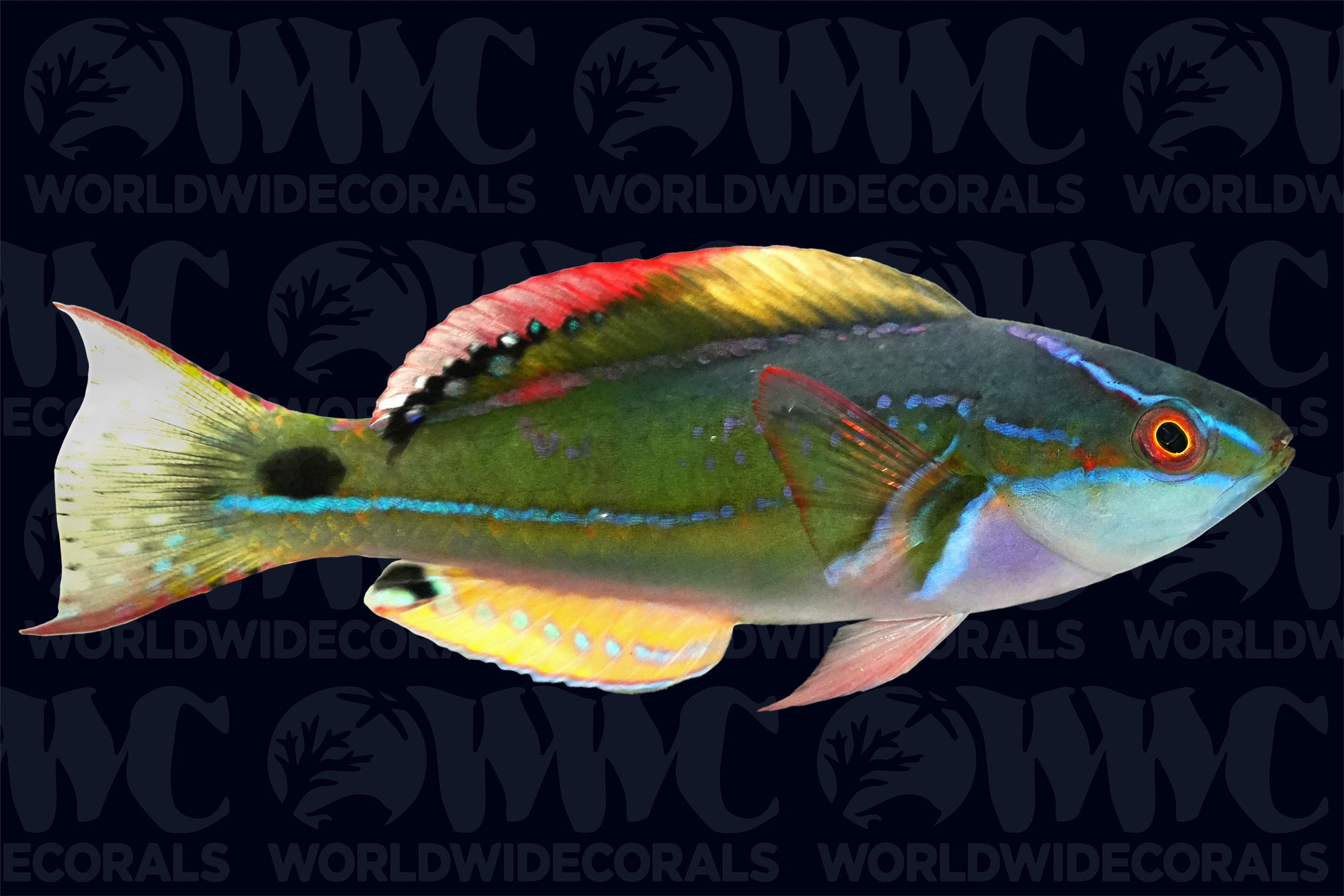 Exquisite Fairy Wrasse - Male - Fiji