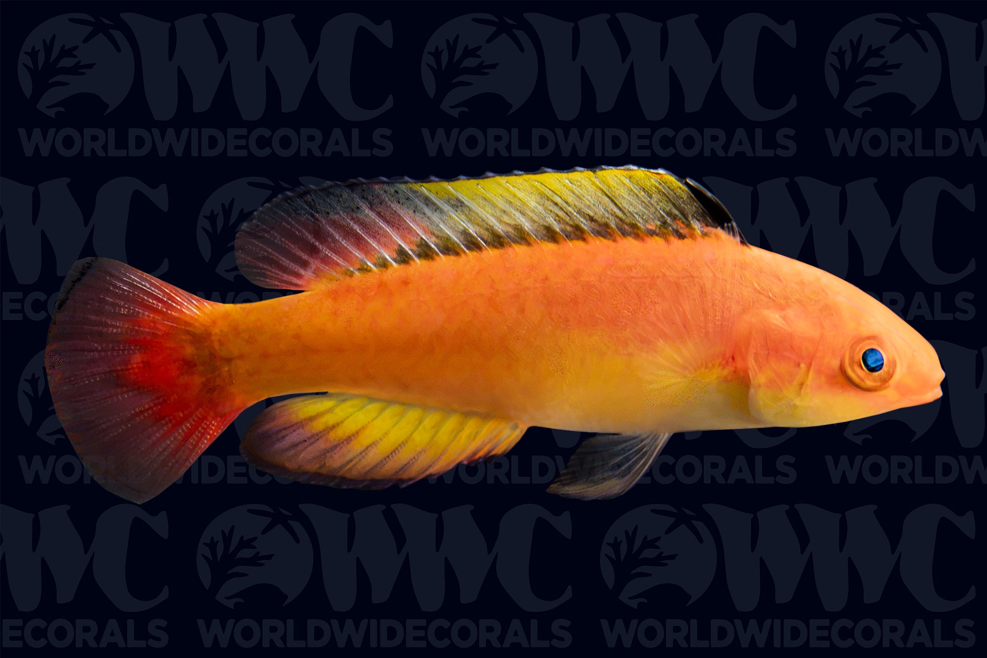 Nahacky's Fairy Wrasse - Fiji