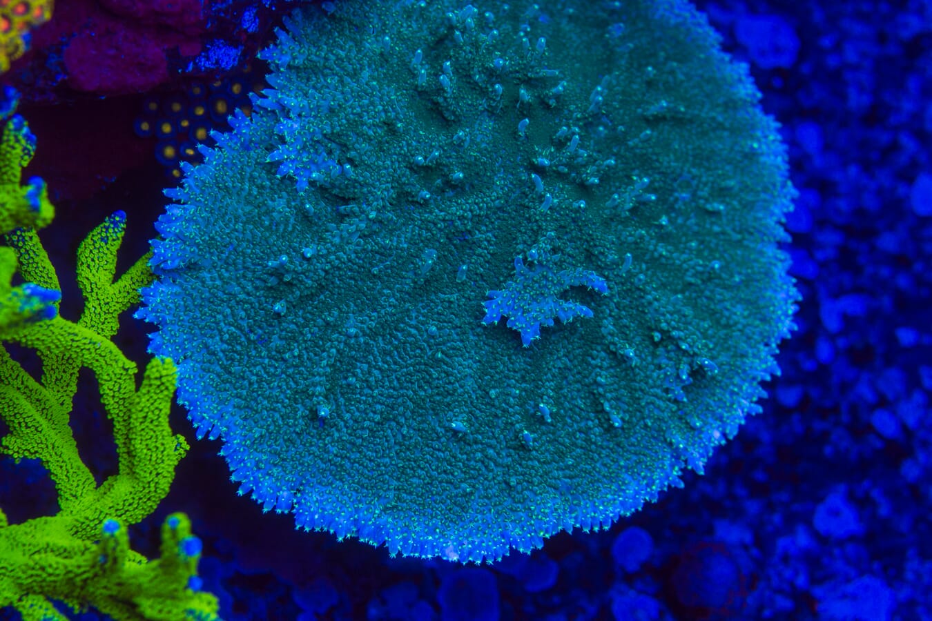 GC 500 Dollar Efflo Acropora