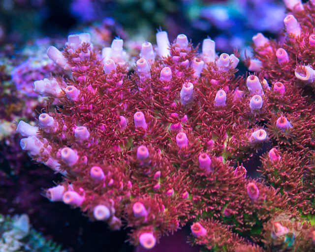 WWC Hyper Pink Acropora - Mother Colony Photo