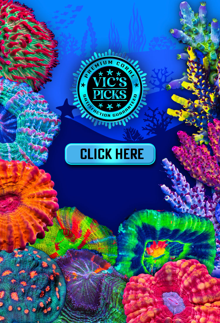 Shop Circle Aquarium Big online