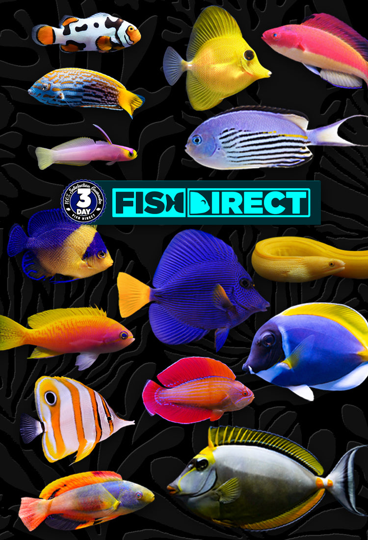 Fish - DVD PLANET STORE