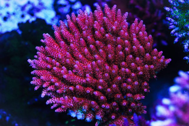 WWC 500 Degree Acropora - Mother Colony