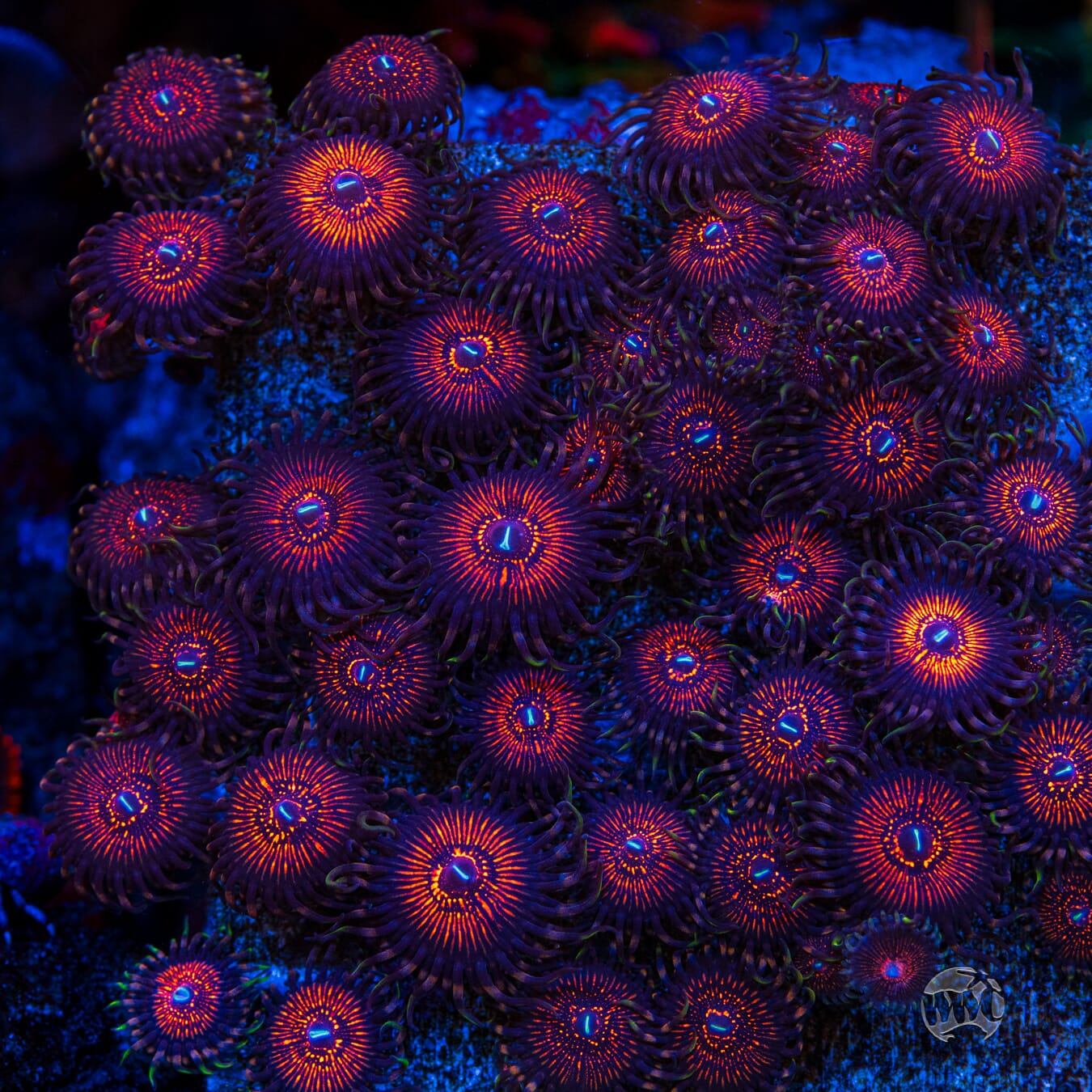 ARC Nightcrawler Zoanthids - Mother Colony
