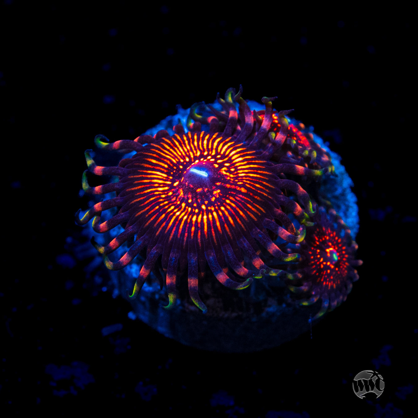 ARC Nightcrawler Zoanthids