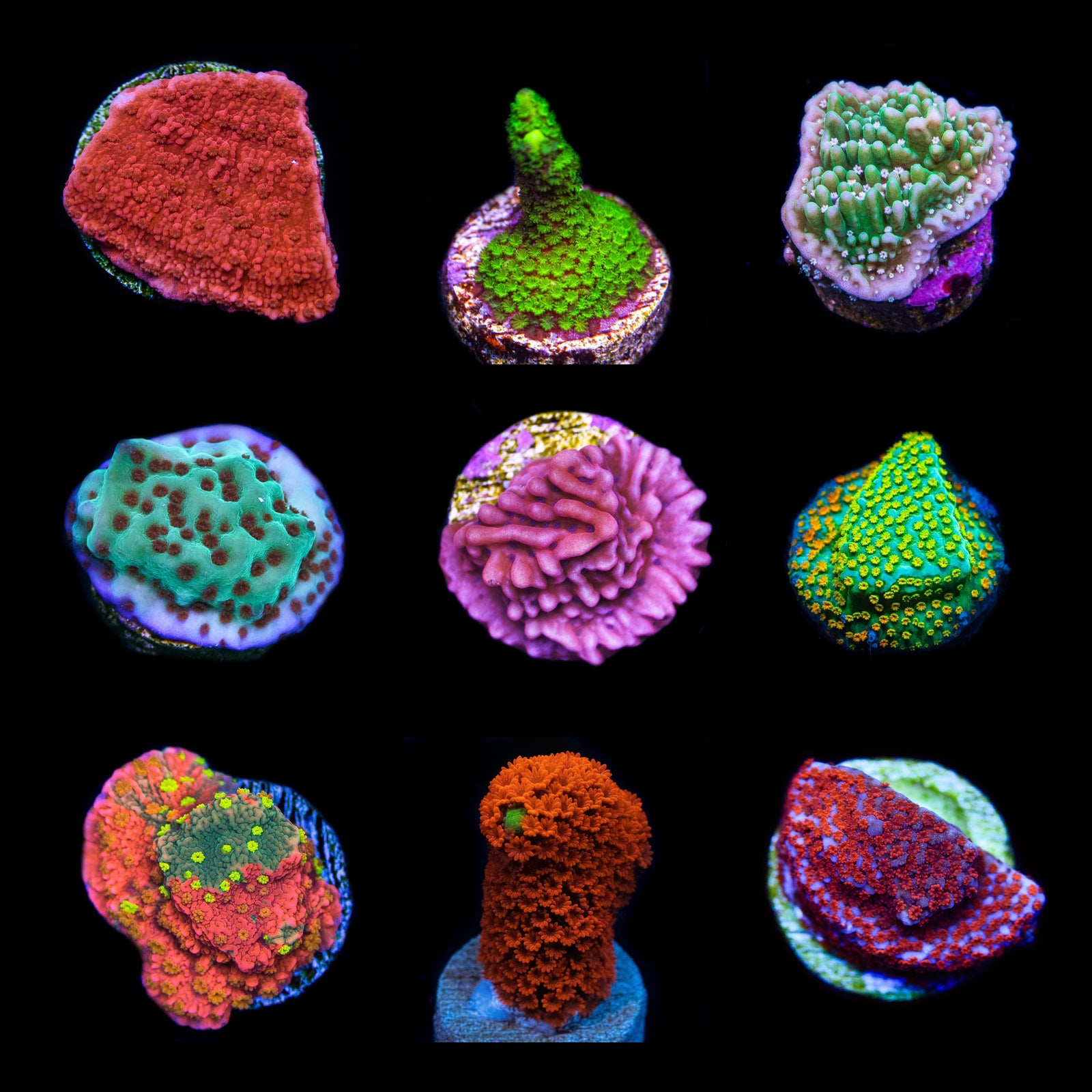Coral Frag Packs | World Wide Corals