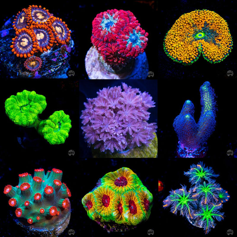 Coral Frag Packs | World Wide Corals