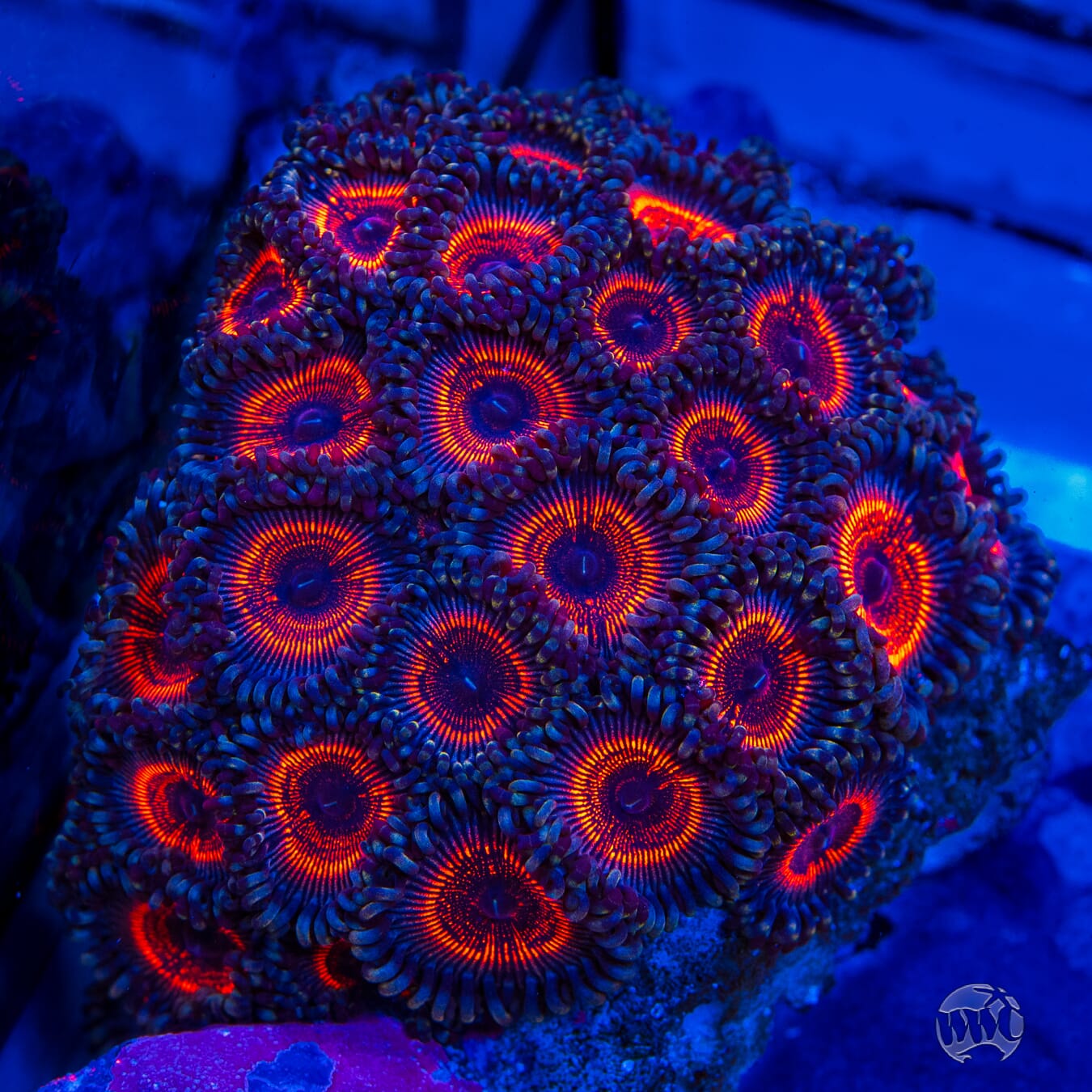 Armor of God Zoanthids - Mother Colony Photo