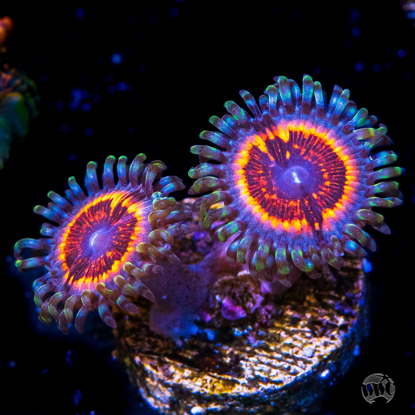 Armor of God Zoanthids