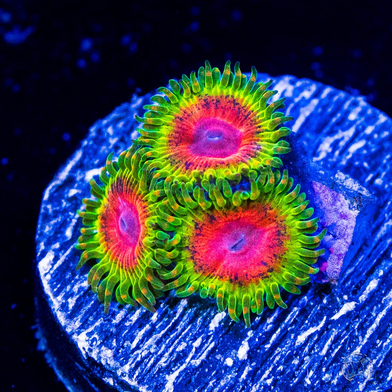 Pink Center Green Zoanthid With Orange in Tentacles
