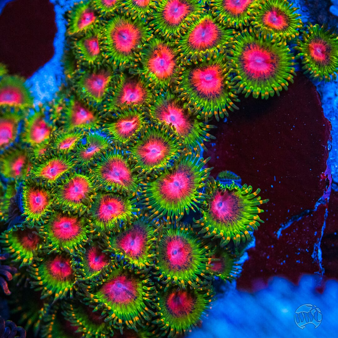 Awesome Blossom Zoanthids - Mother Colony Photo