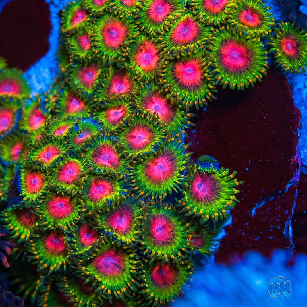 Awesome Blossom Zoanthids - Mother Colony