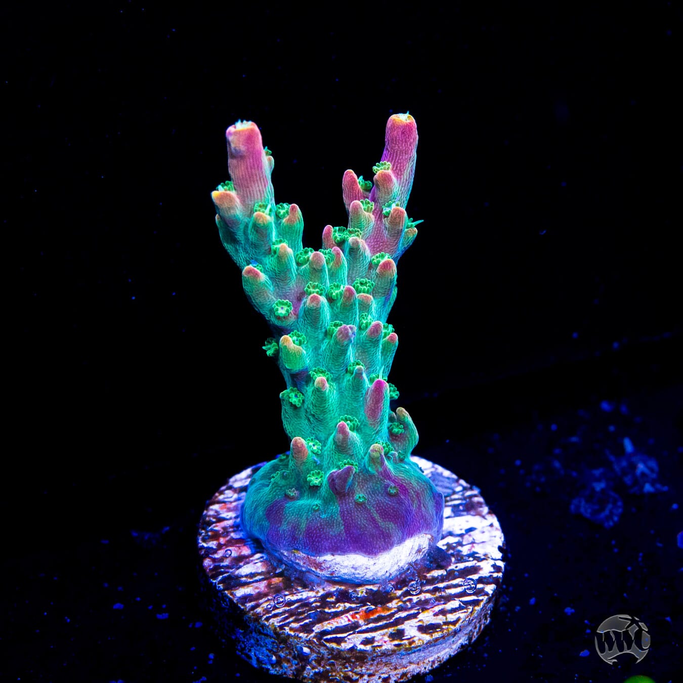 BC Bubble Bath Unicorn Acropora