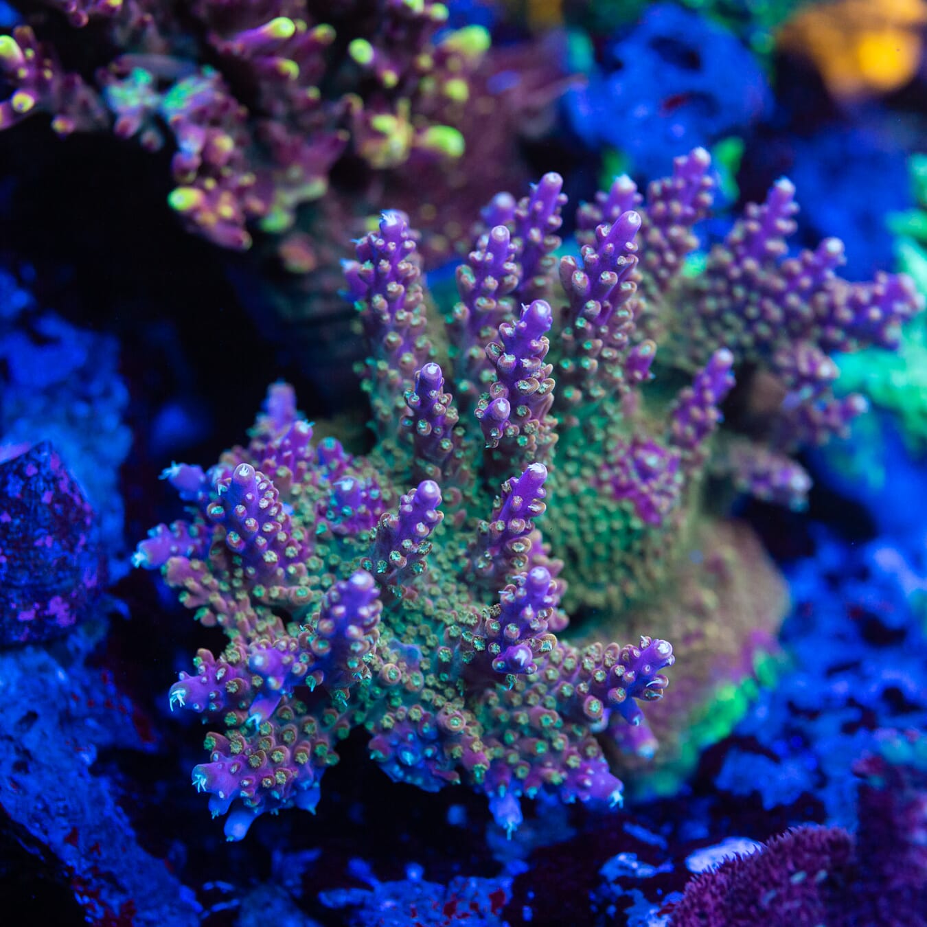 BC Bubble Bath Unicorn Acropora - Mother Colony