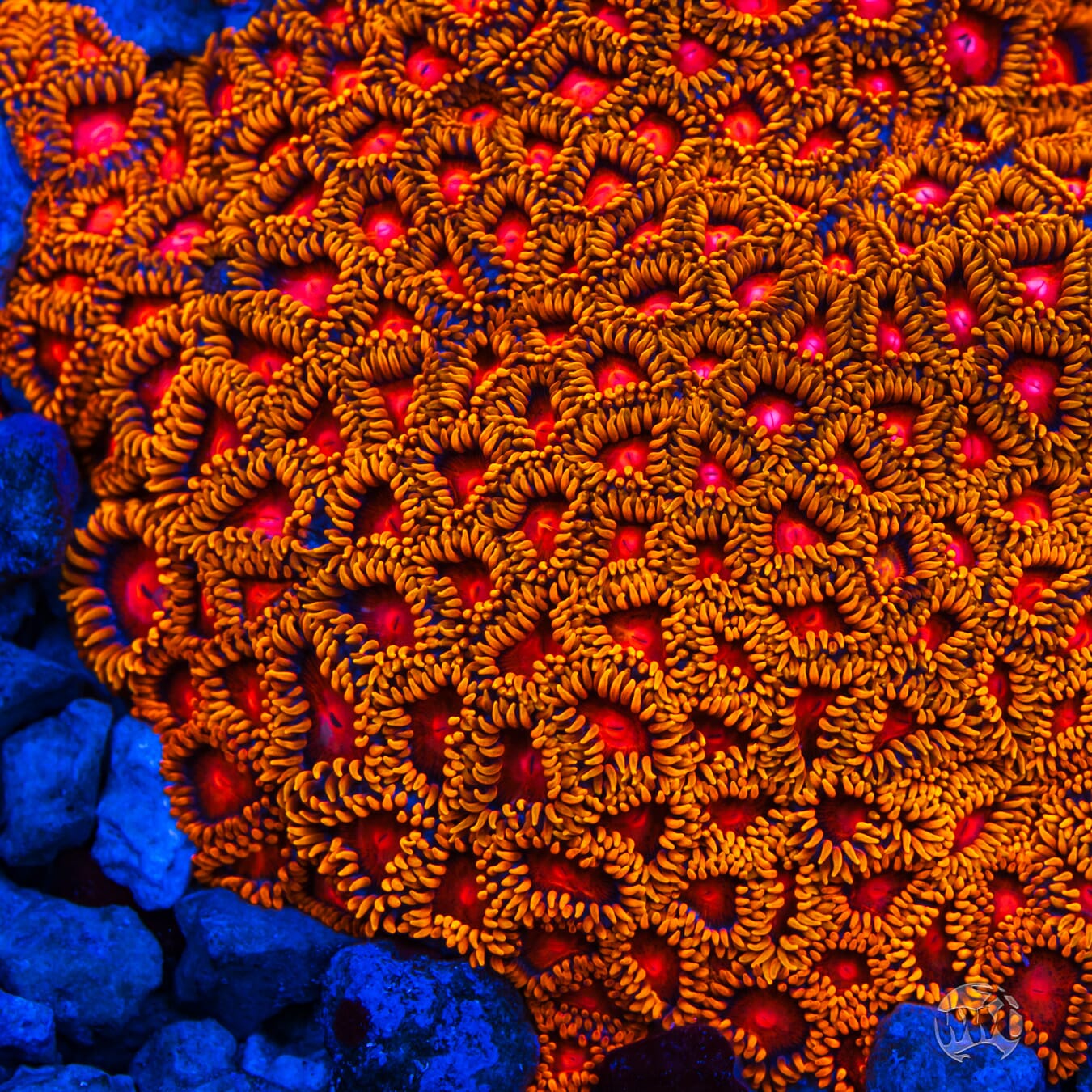 Bam Bamz Zoanthids - Mother Colony Photo