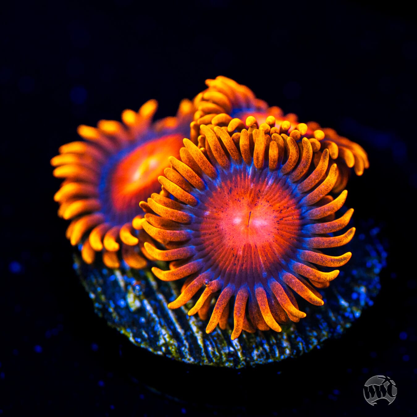 Bam Bam Zoanthids