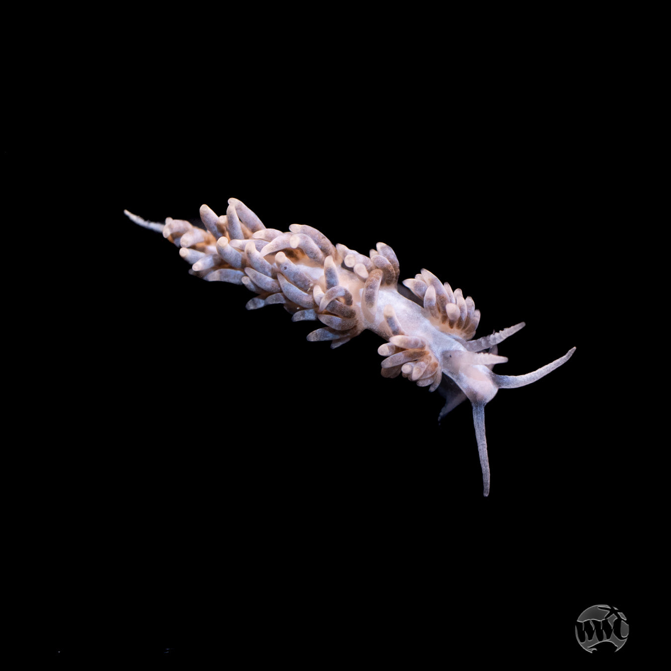 Berghia Nudibranch (Aiptasia Eaters!)