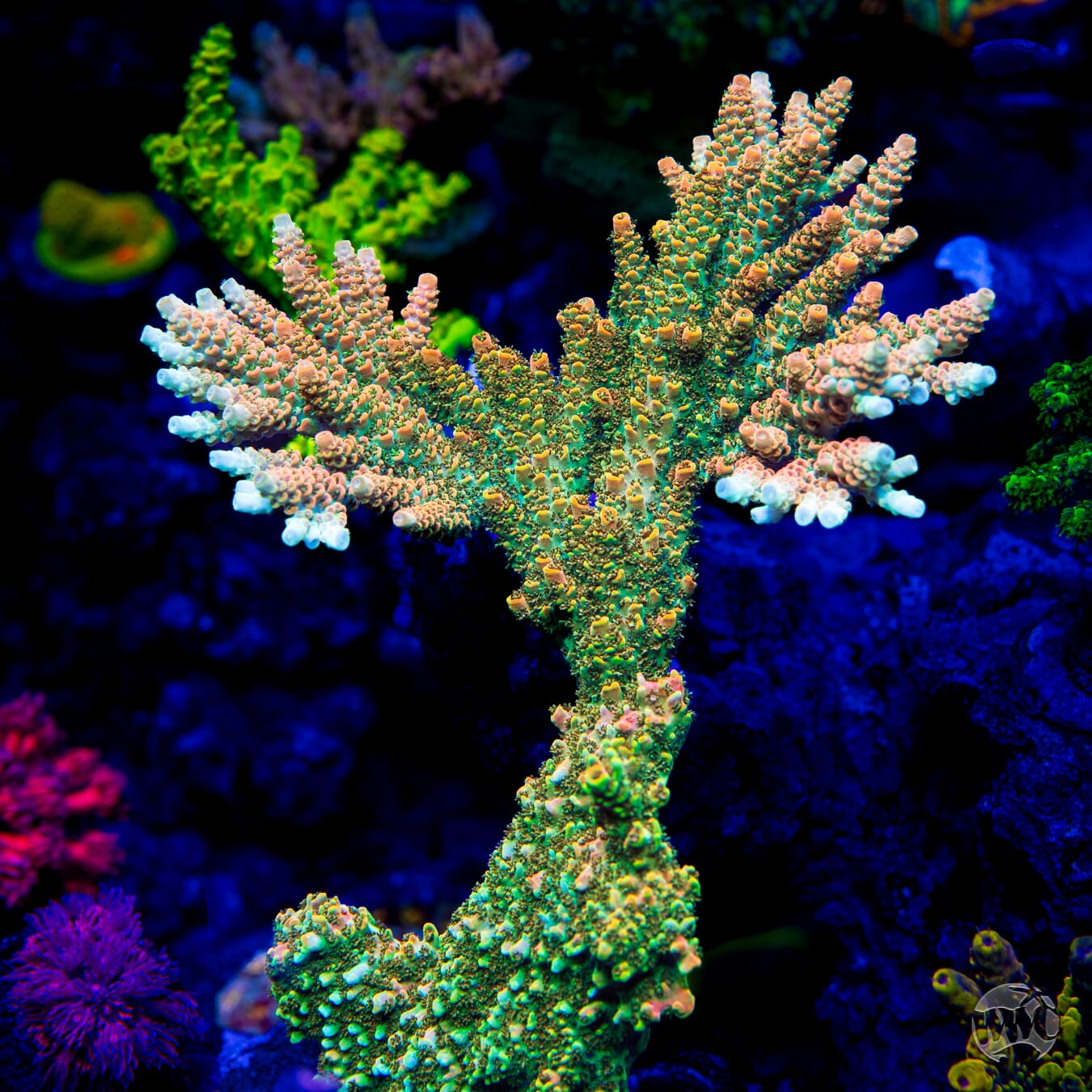 Bill Murray Acropora - Mother Colony Photo