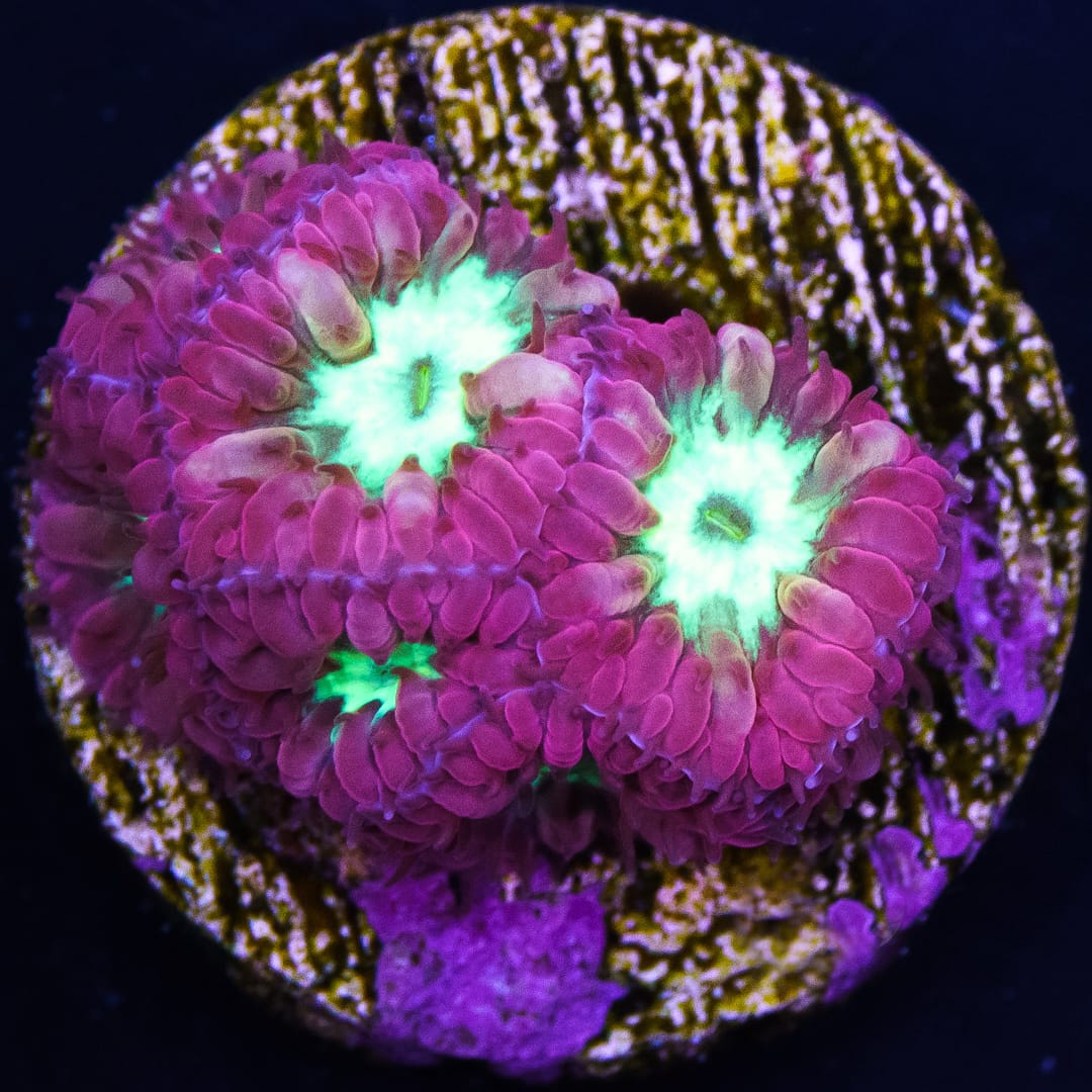 Blastomussa Merletti Coral