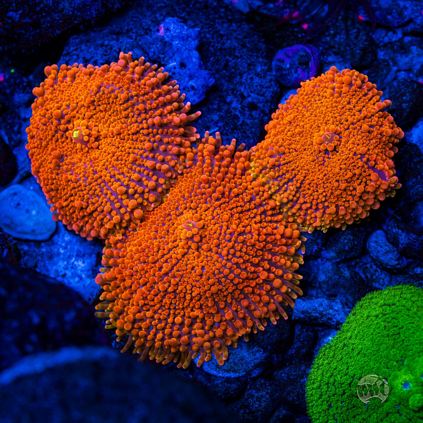 Blazin Saddle Yuma Mushroom - Mother Colony