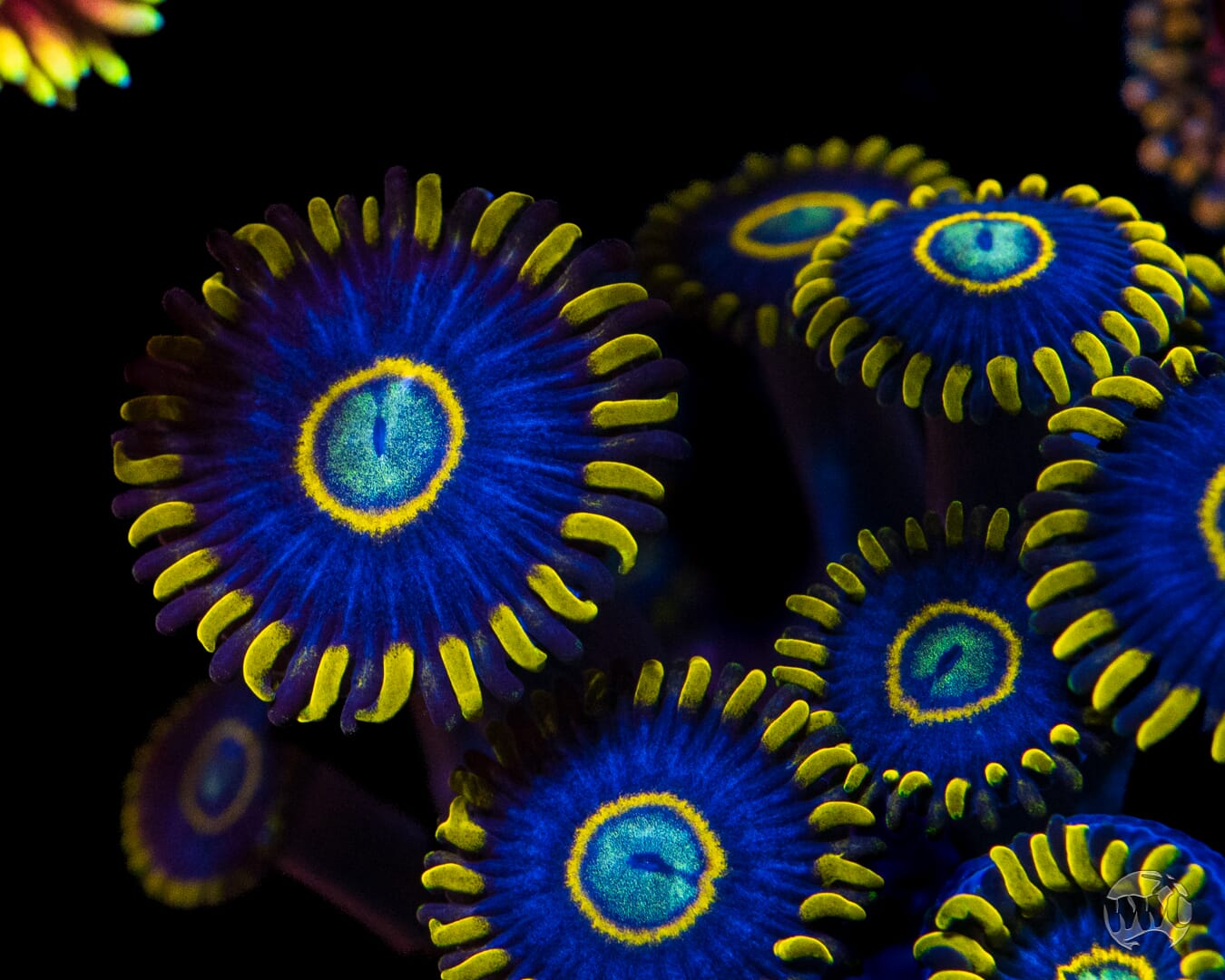 Blue Hornet Zoanthids - Mother Colony Photo
