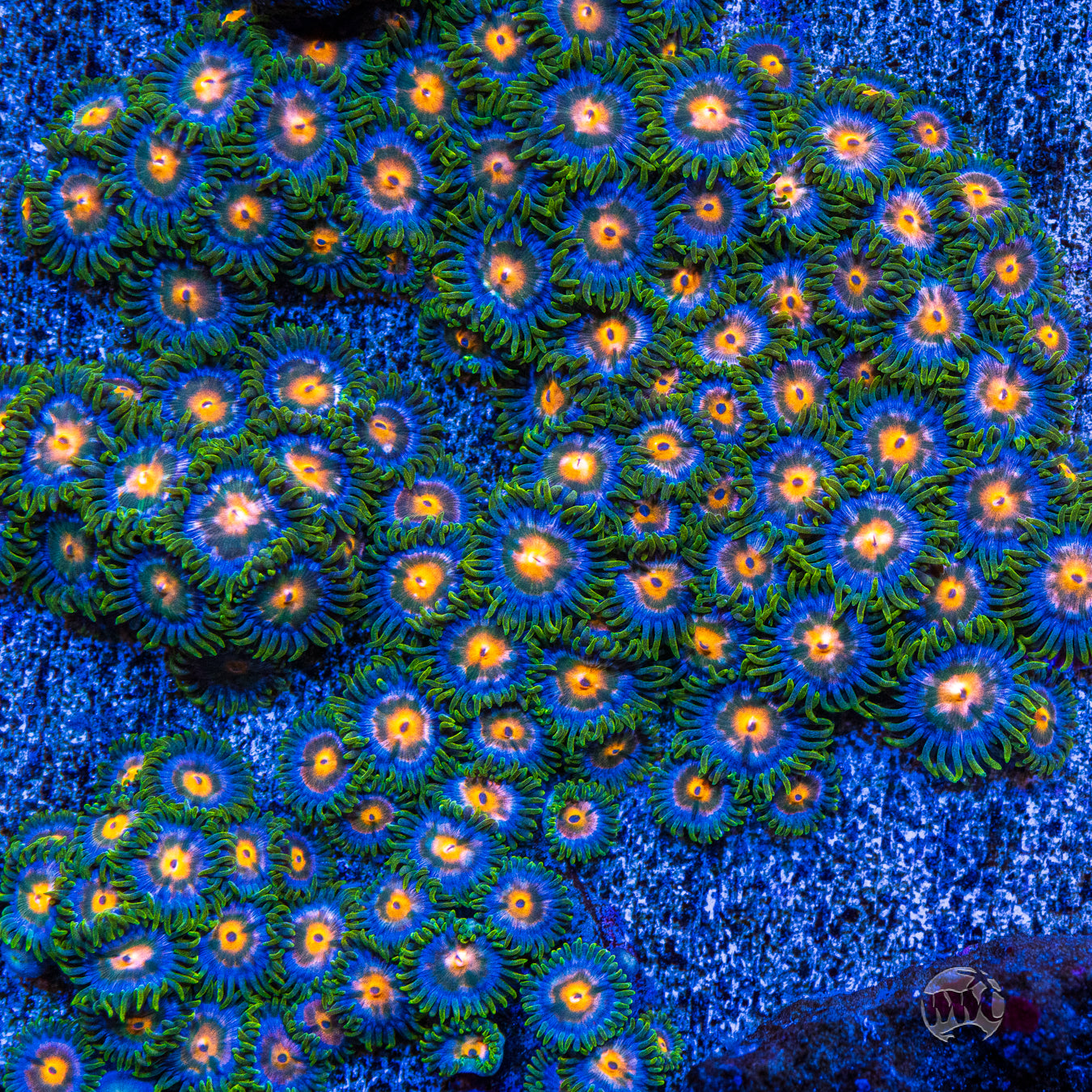 Blue Pinwheel Zoanthids