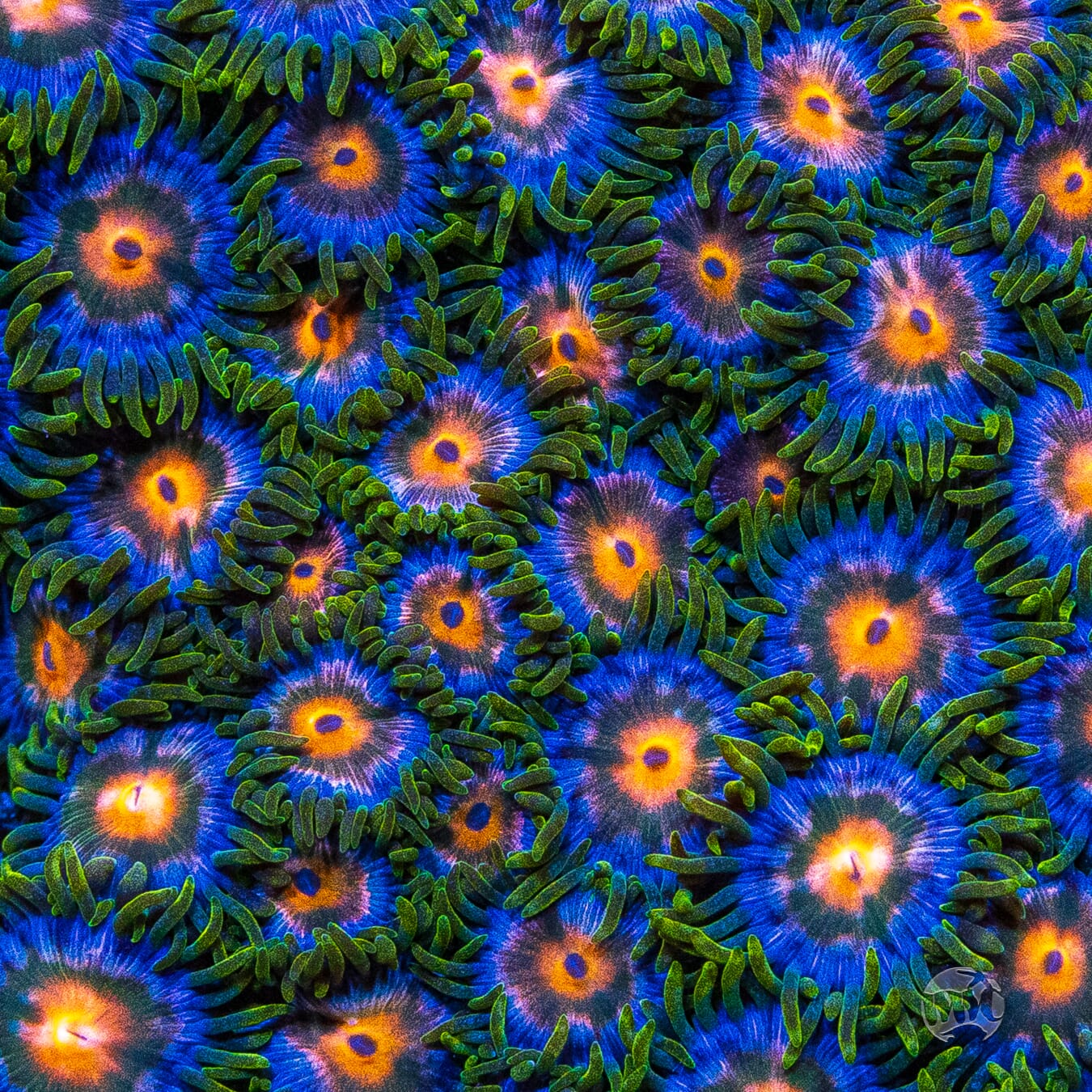 Blue Pinwheel Zoanthids - Mother Colony