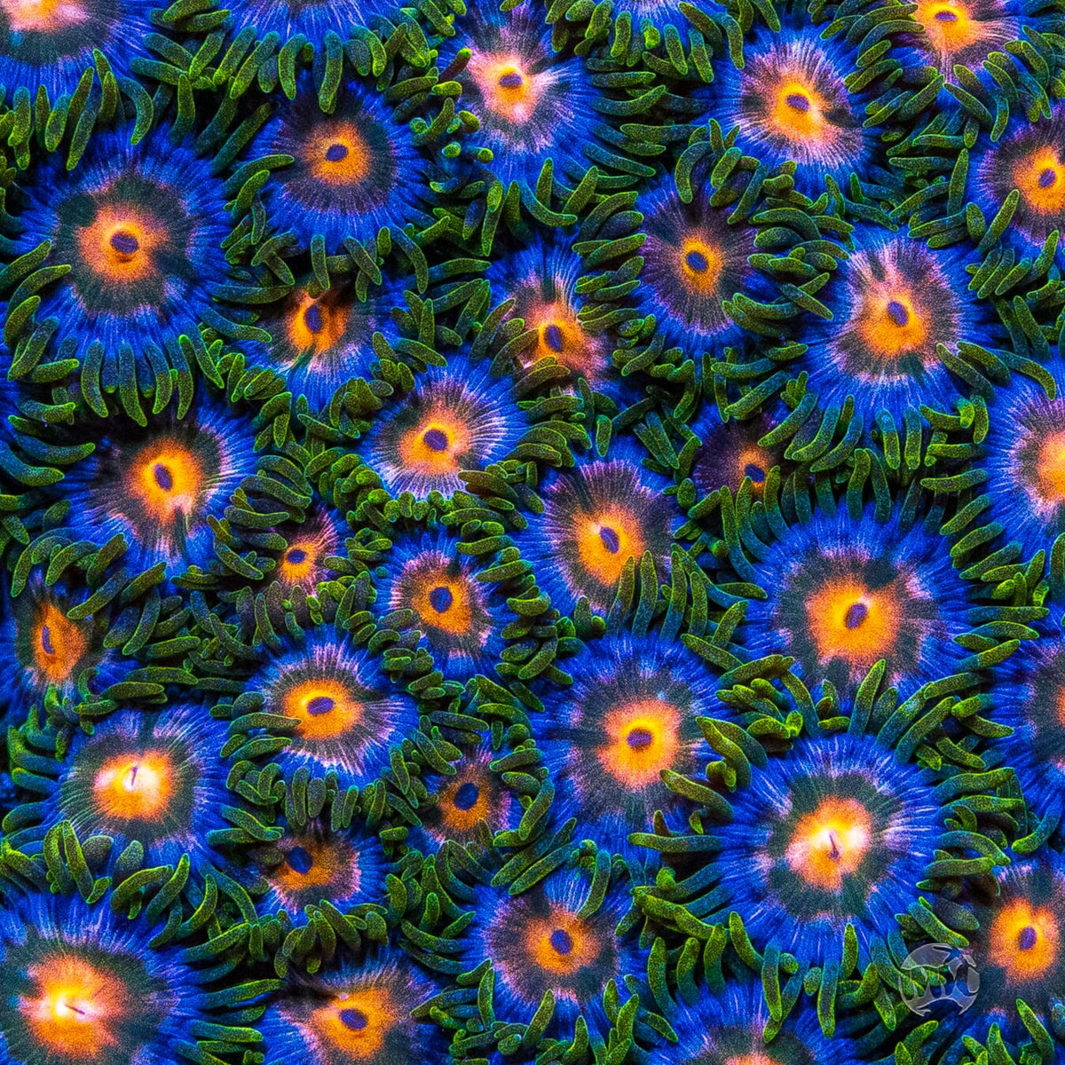 Blue Pinwheel Zoanthids - Mother Colony Photo