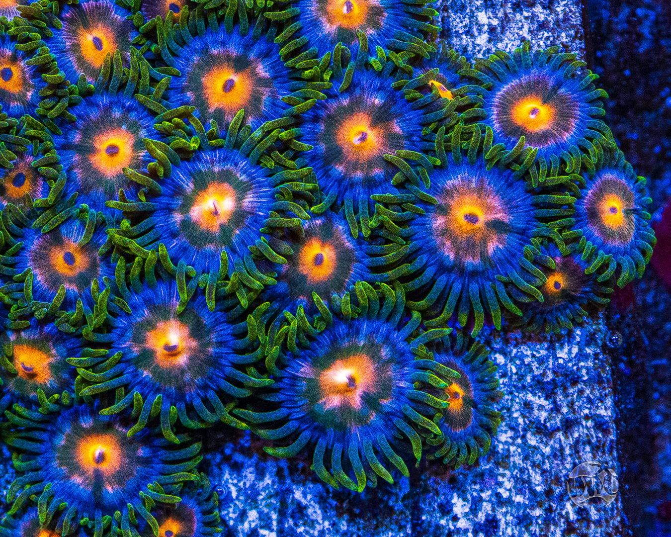 Blue Pinwheel Zoanthids
