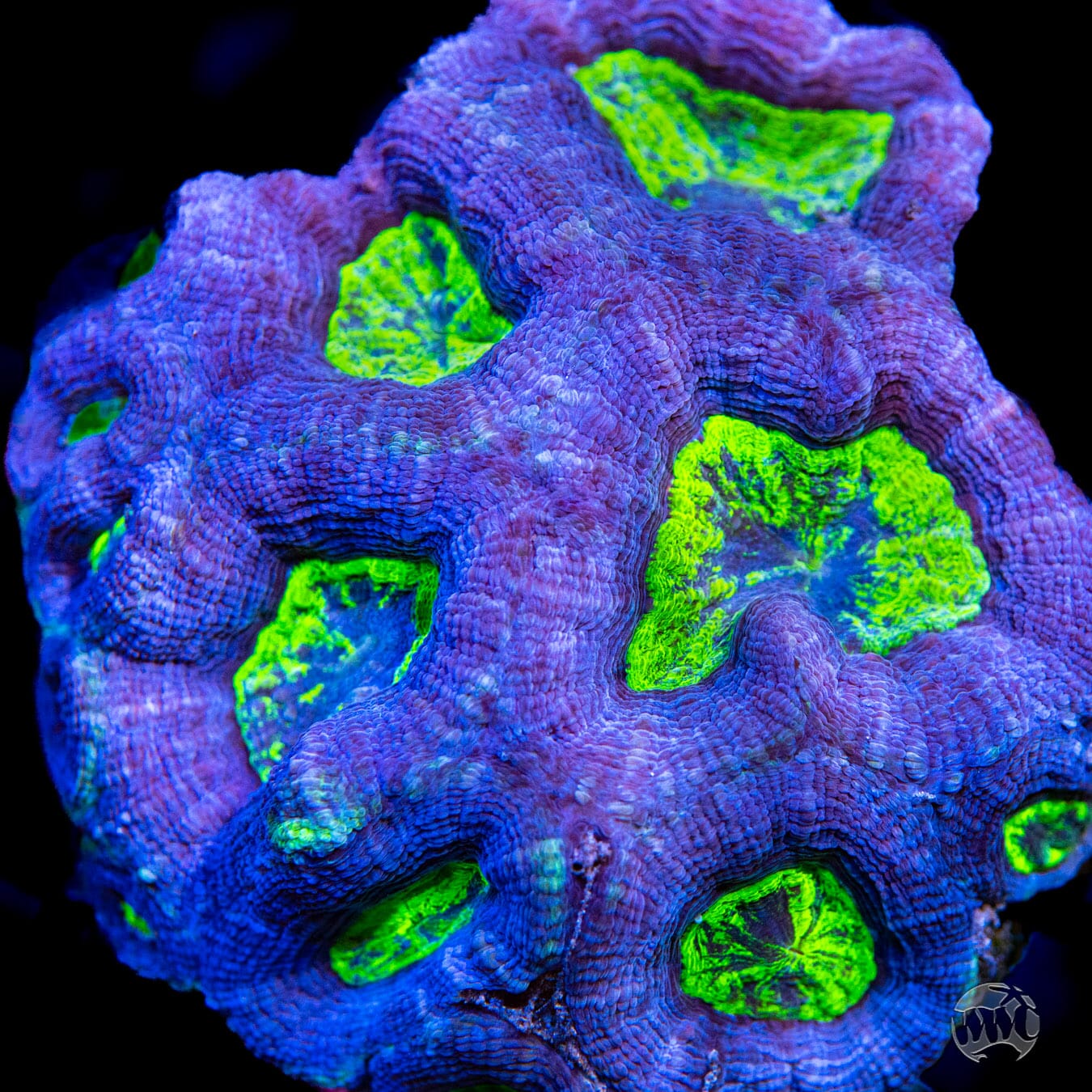 Blue Hole Bowerbanki - Mother Colony Photo