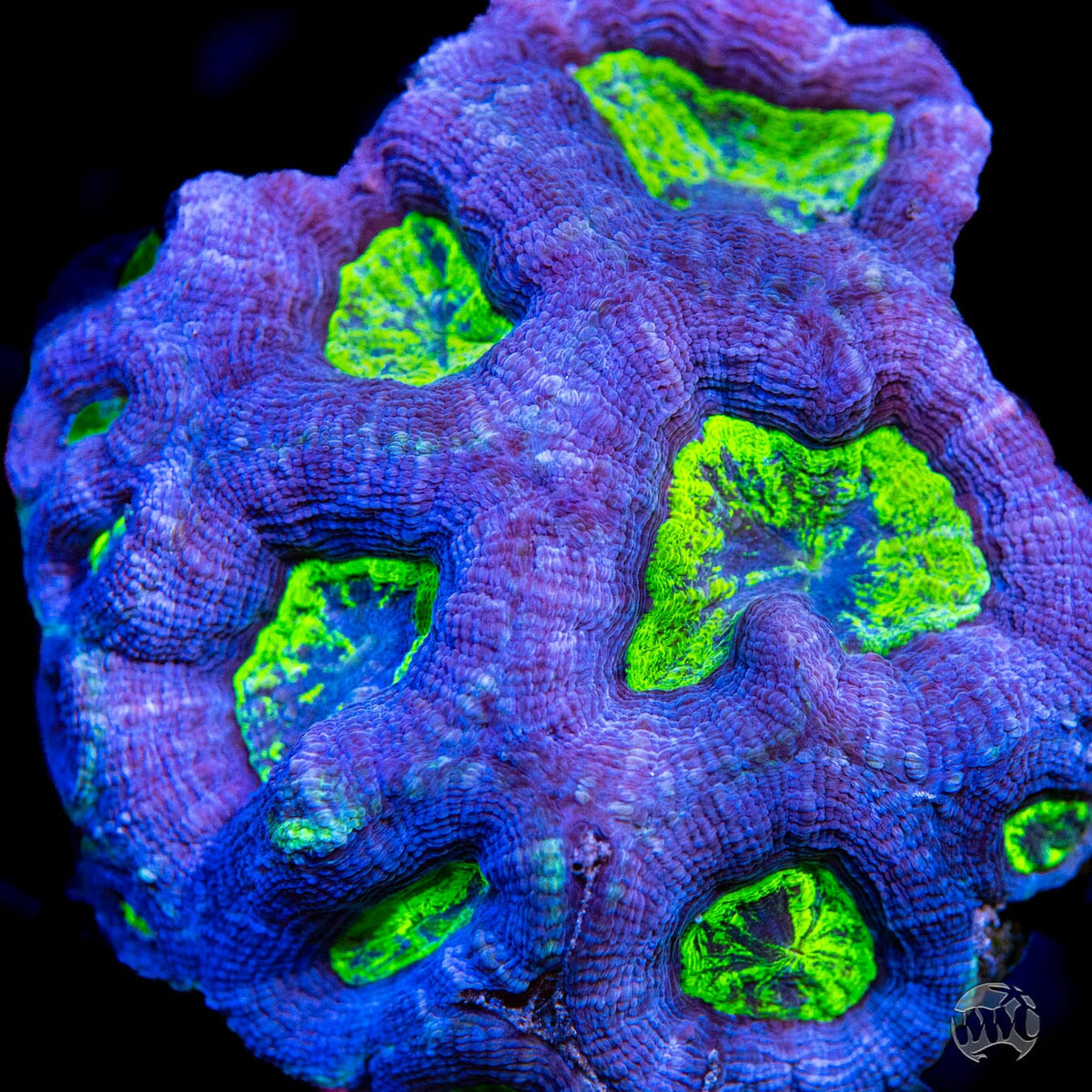 Blue Hole Bowerbanki - Mother Colony