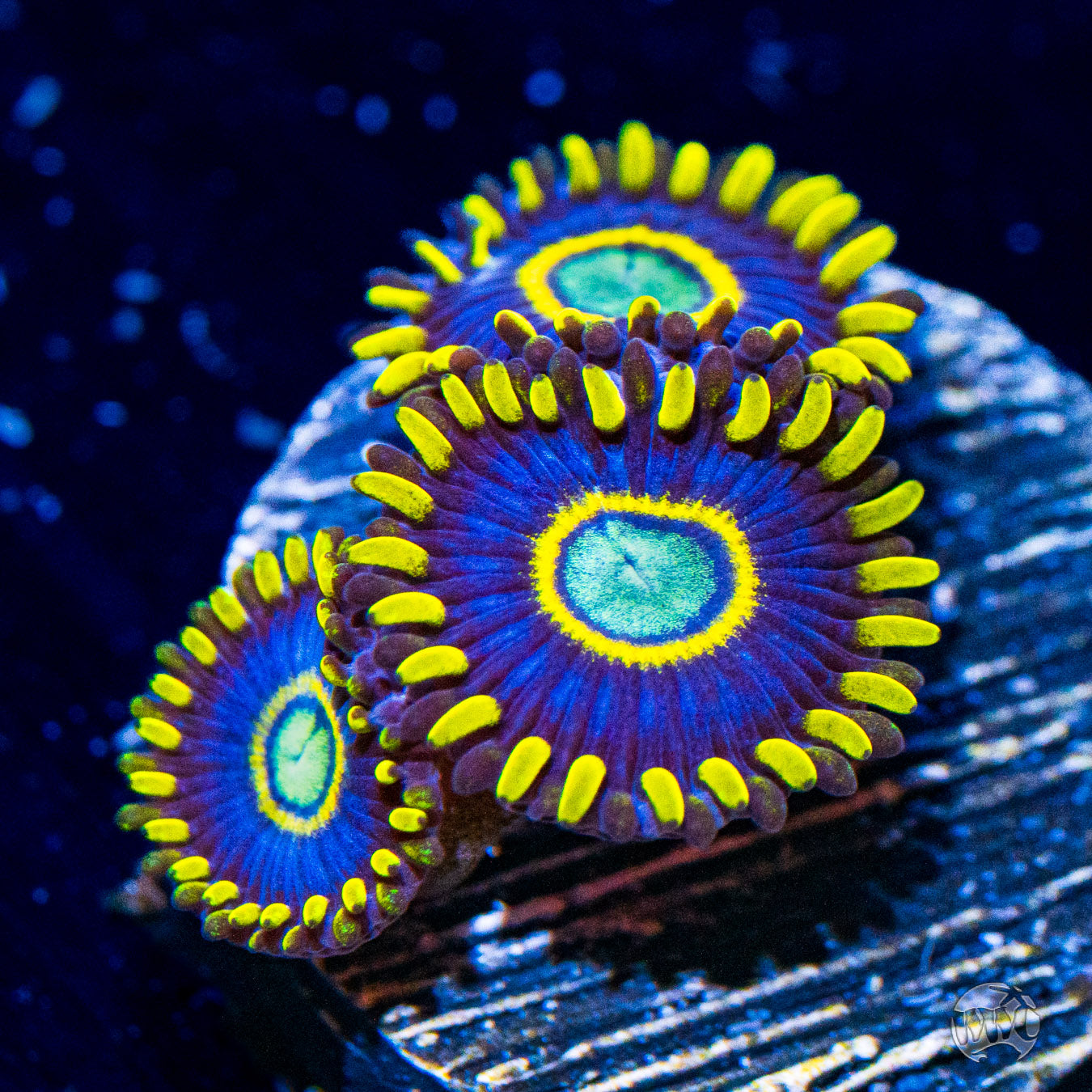 Blue Hornet Zoanthids