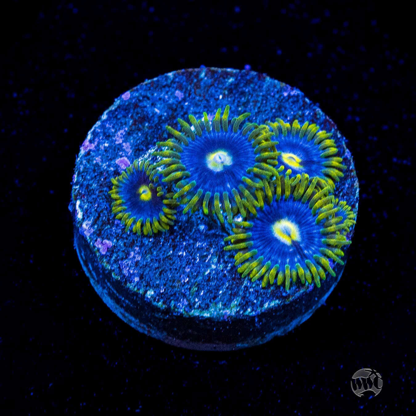 Blueberry Fields Zoanthids