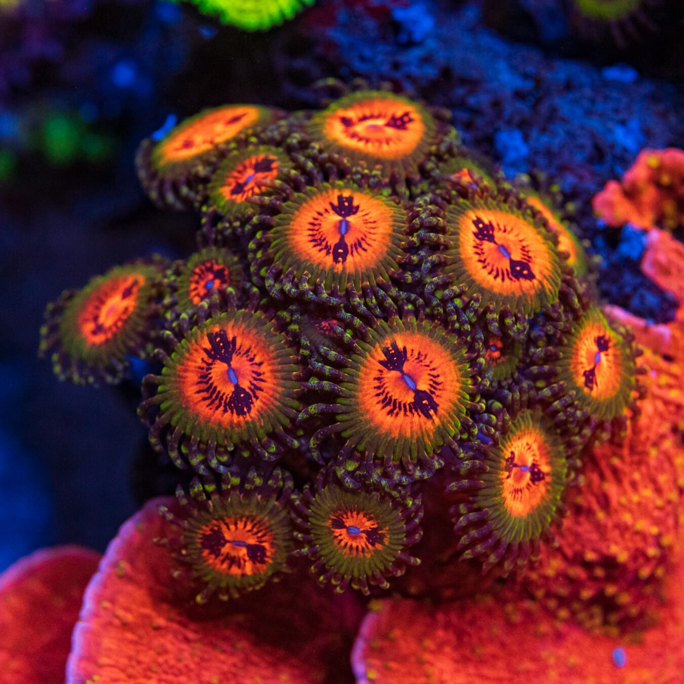 Bowtie Blaster Zoanthids - Mother Colony Photo