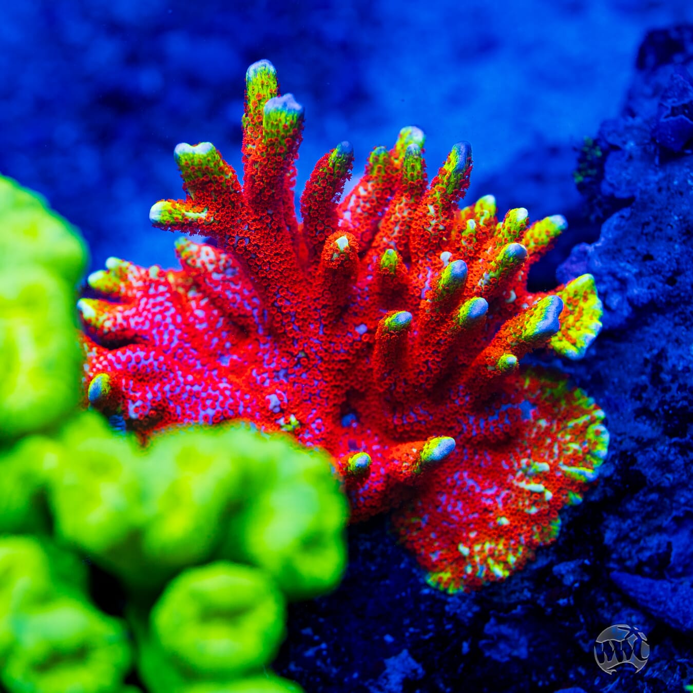 Bubblegum Digitata Montipora Coral