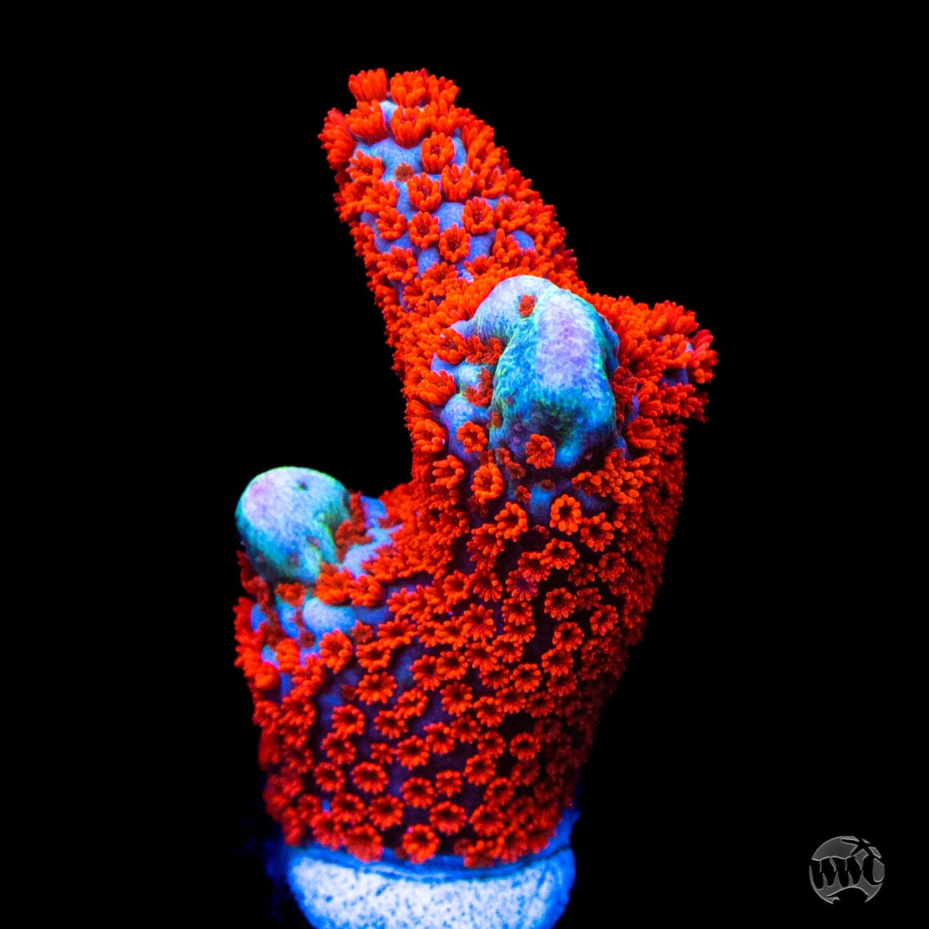 Bubblegum Digitata Montipora Coral