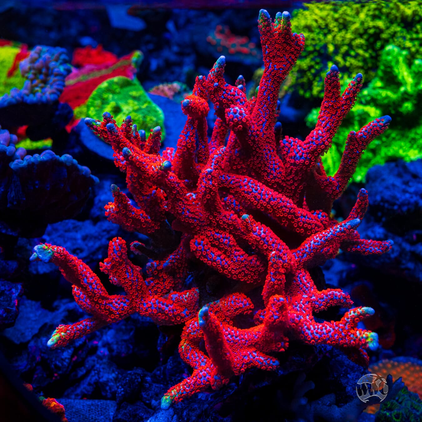 Bubblegum Digitata Montipora - Mother Colony