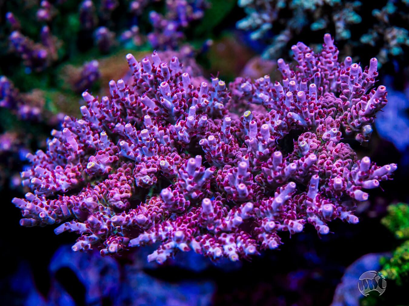 CB Beastmode Acropora - Mother Colony