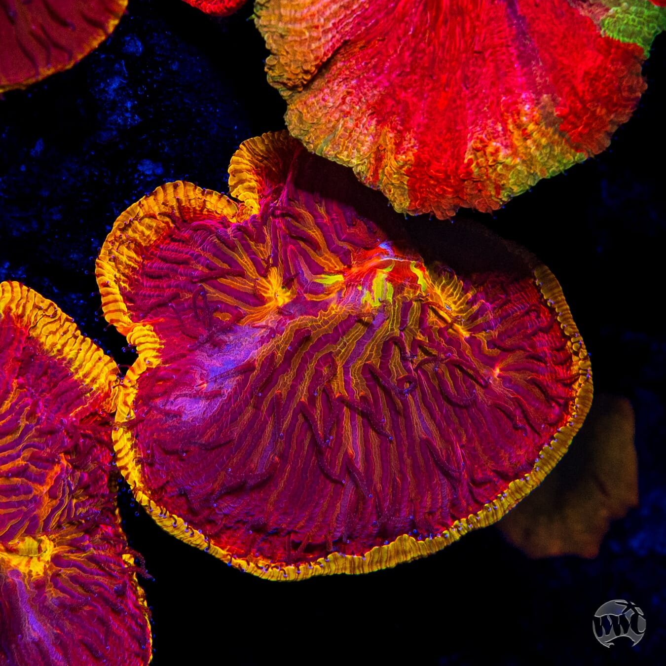 CB Flamethrower Diaseris - Mother Colony