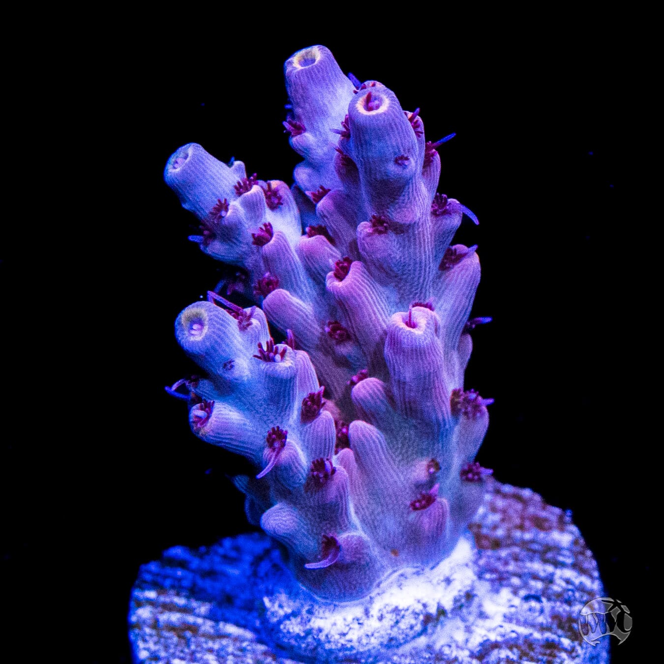 CB Beast Mode Acropora