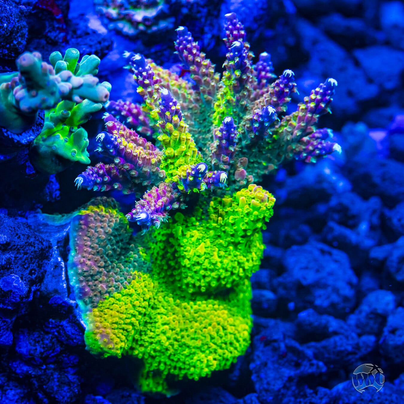 CC Grafted Banana Hammock Acropora - Mother Colony